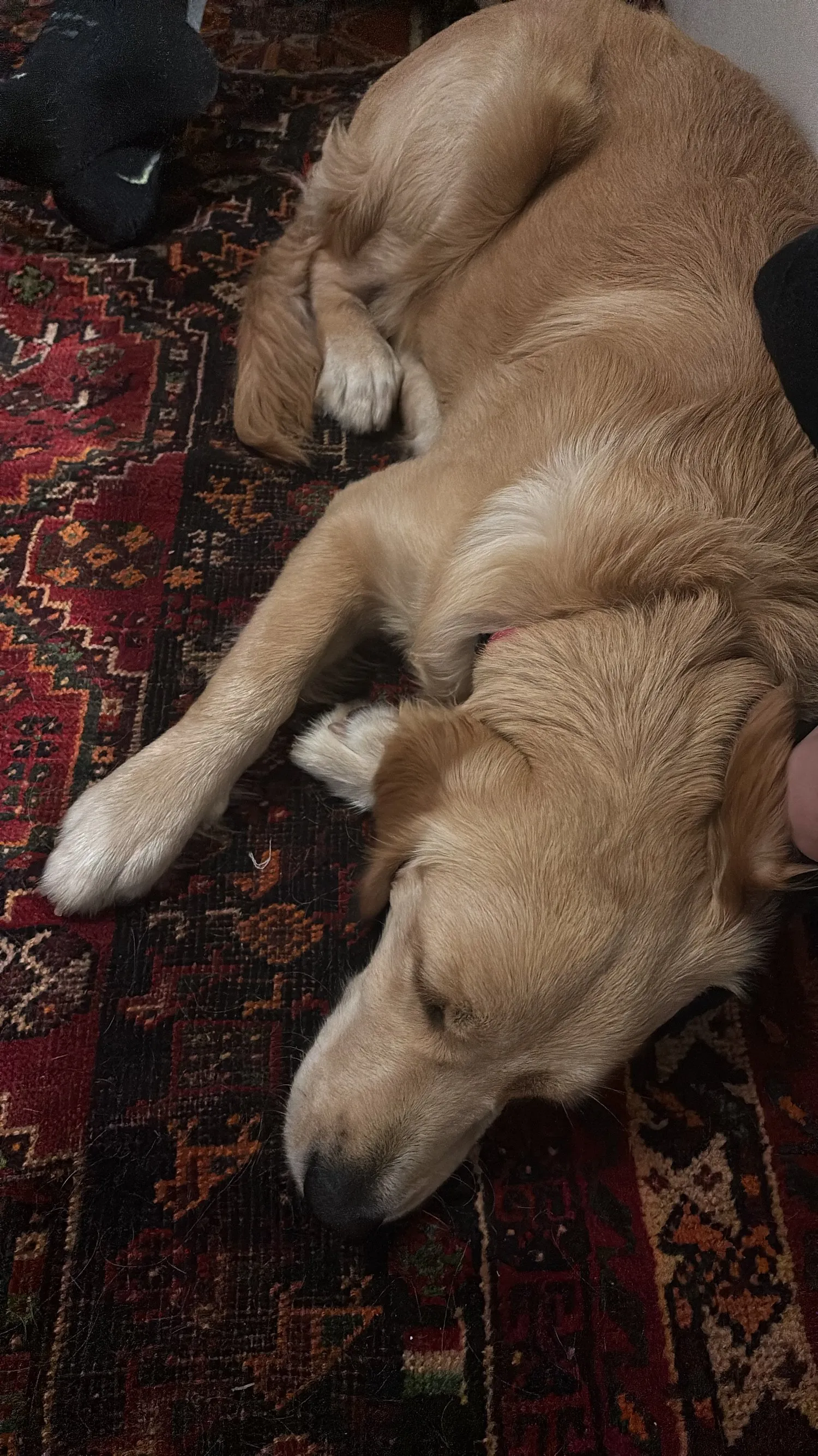 A memorable moment with a pet in our care (153)