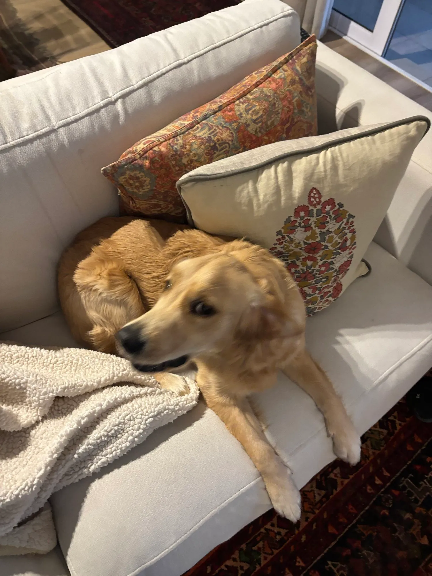 A memorable moment with a pet in our care (154)