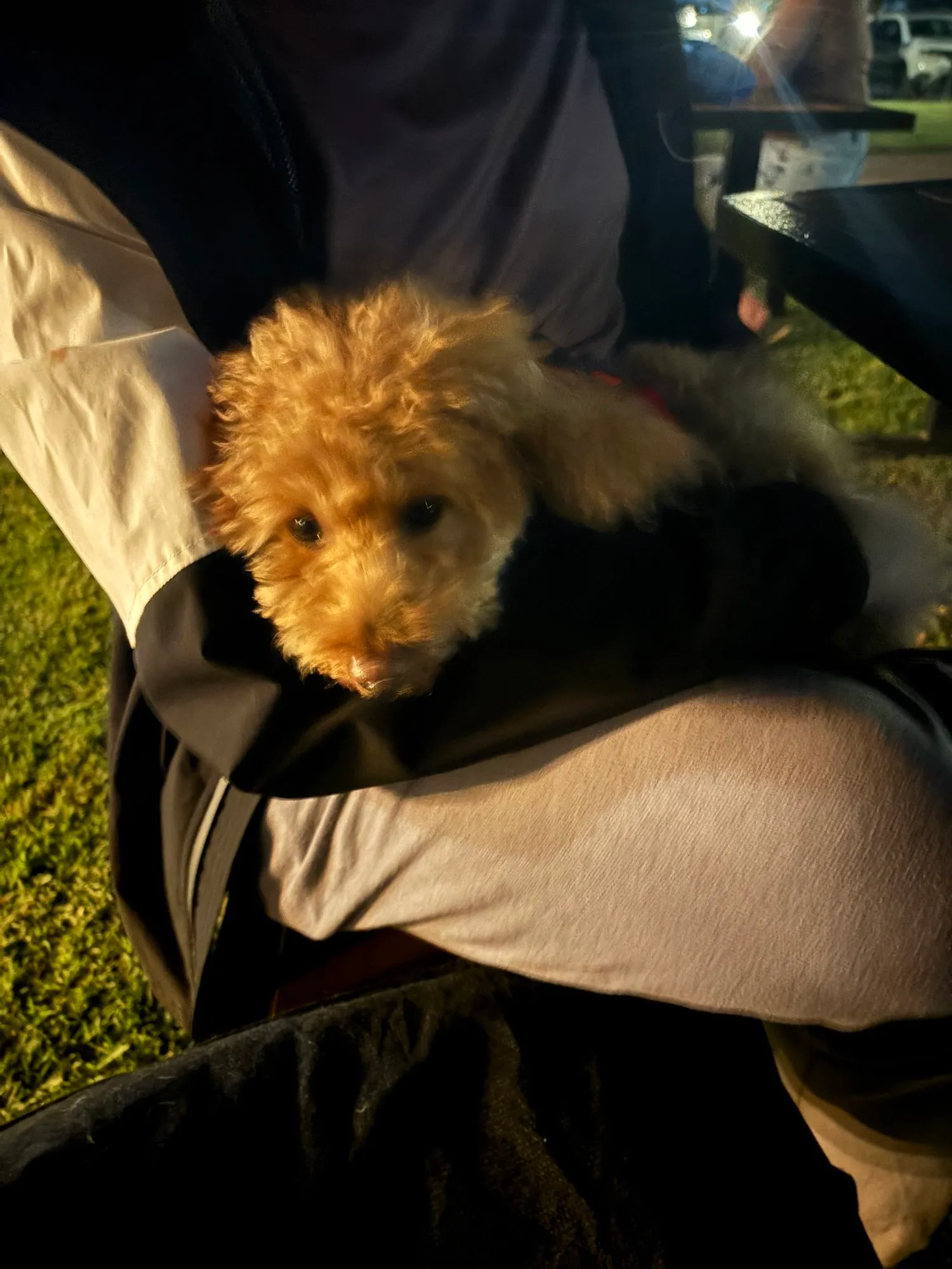 A memorable moment with a pet in our care (155)
