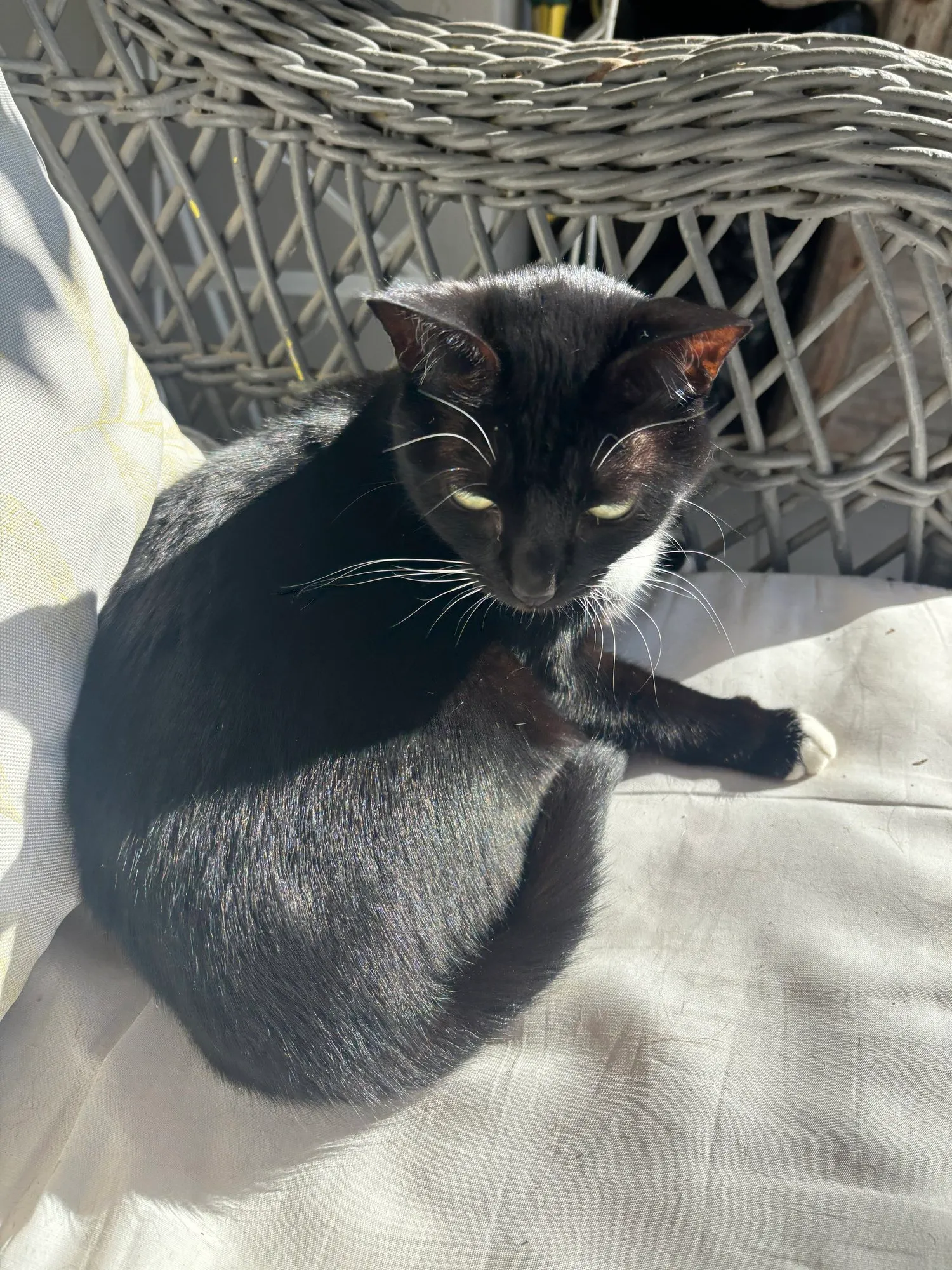 A memorable moment with a pet in our care (156)