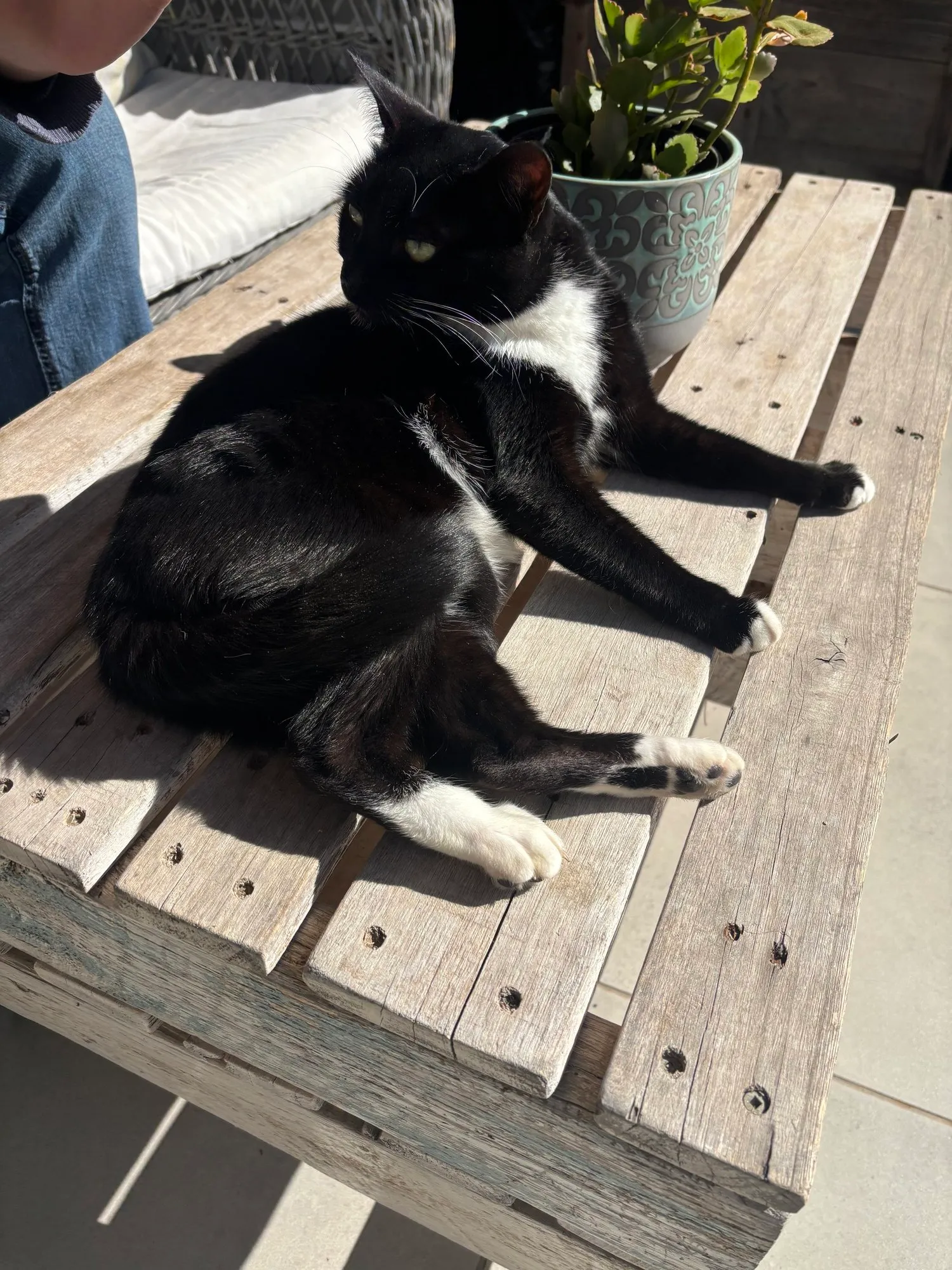 A memorable moment with a pet in our care (157)