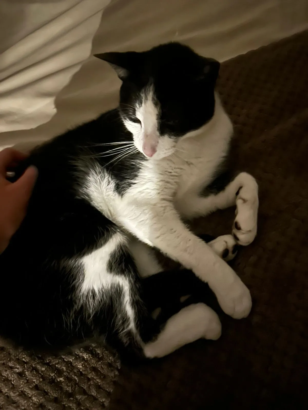 A memorable moment with a pet in our care (158)