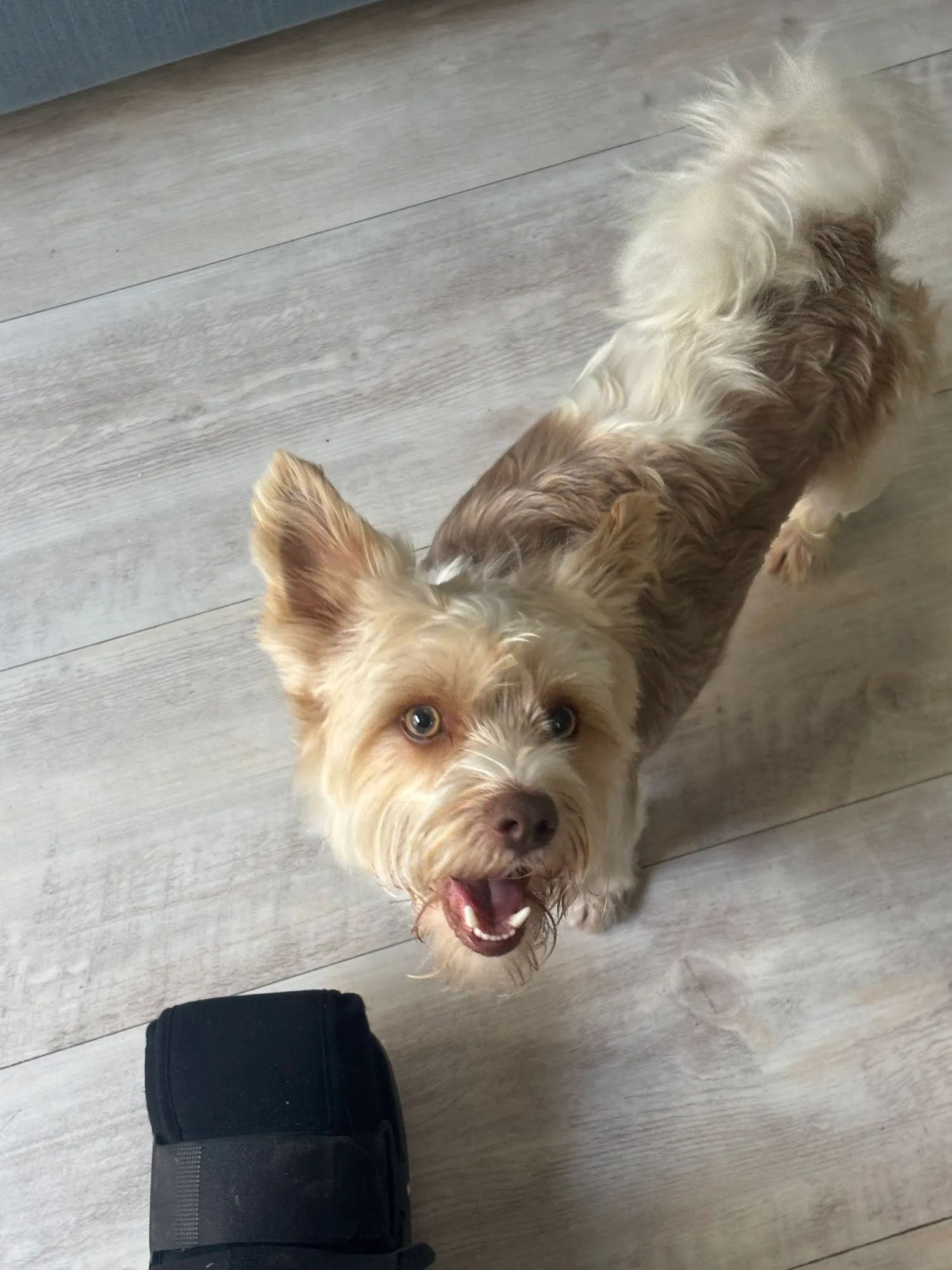A memorable moment with a pet in our care (162)