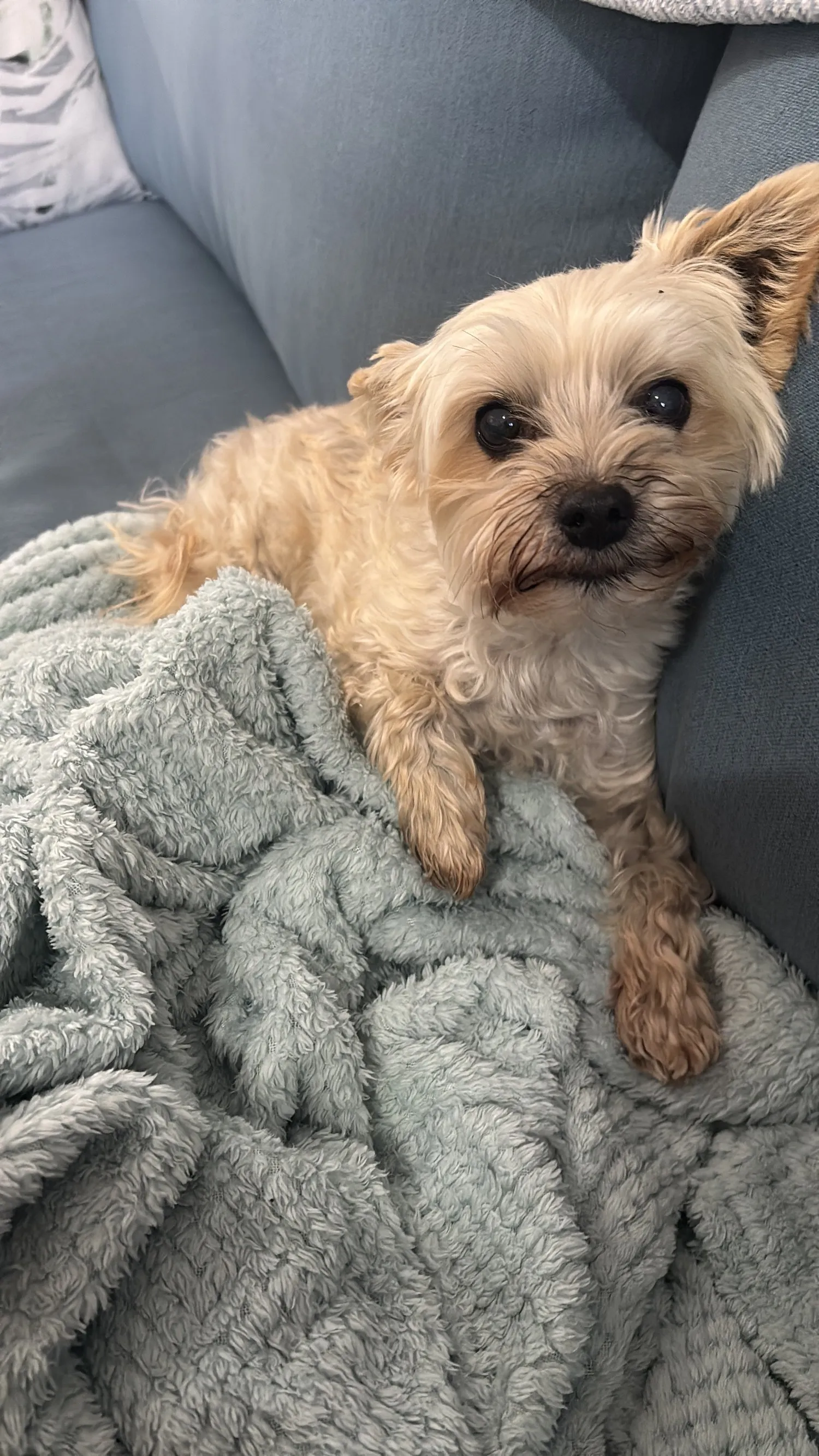 A memorable moment with a pet in our care (165)
