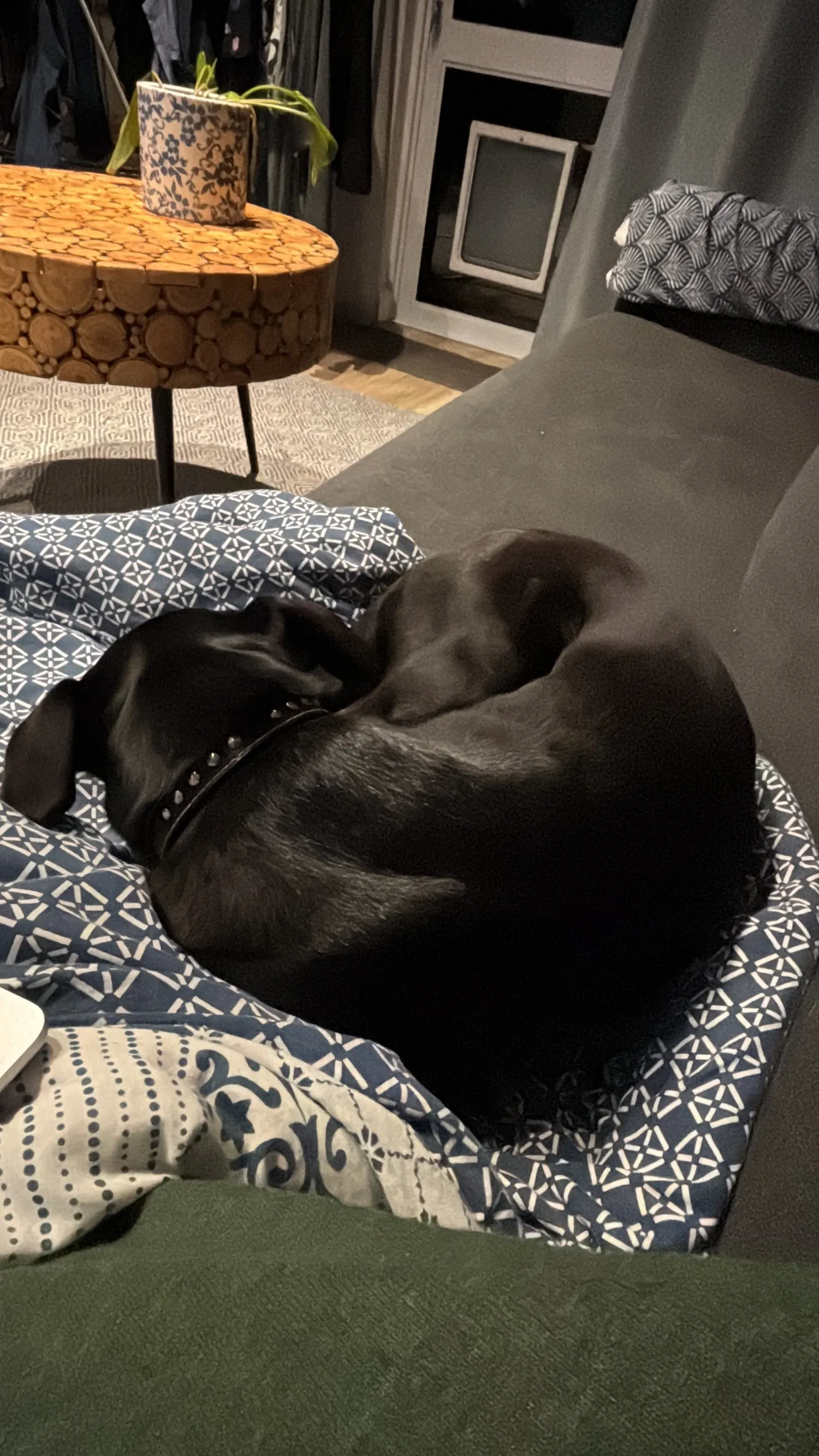 A memorable moment with a pet in our care (166)