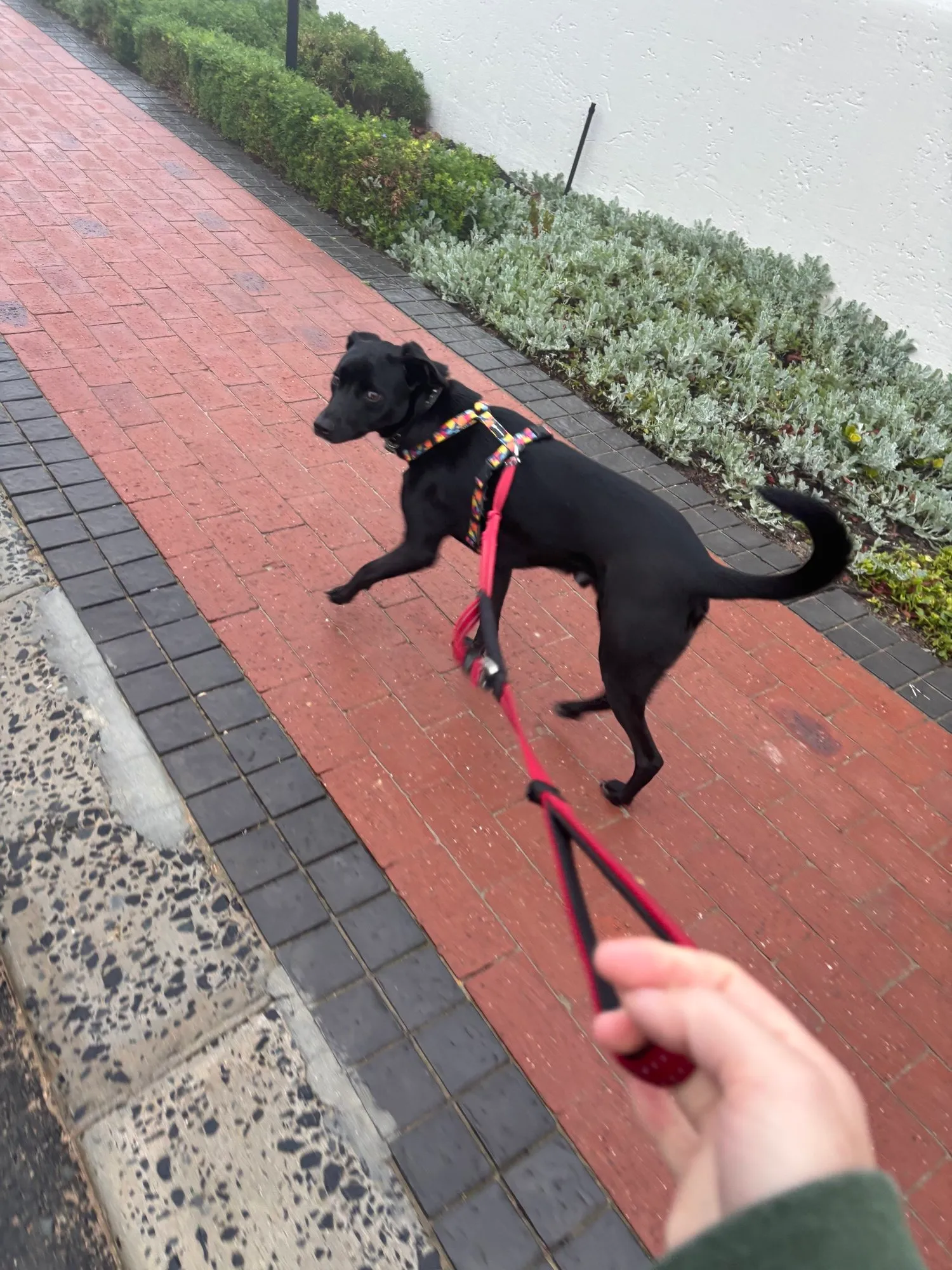 A memorable moment with a pet in our care (167)