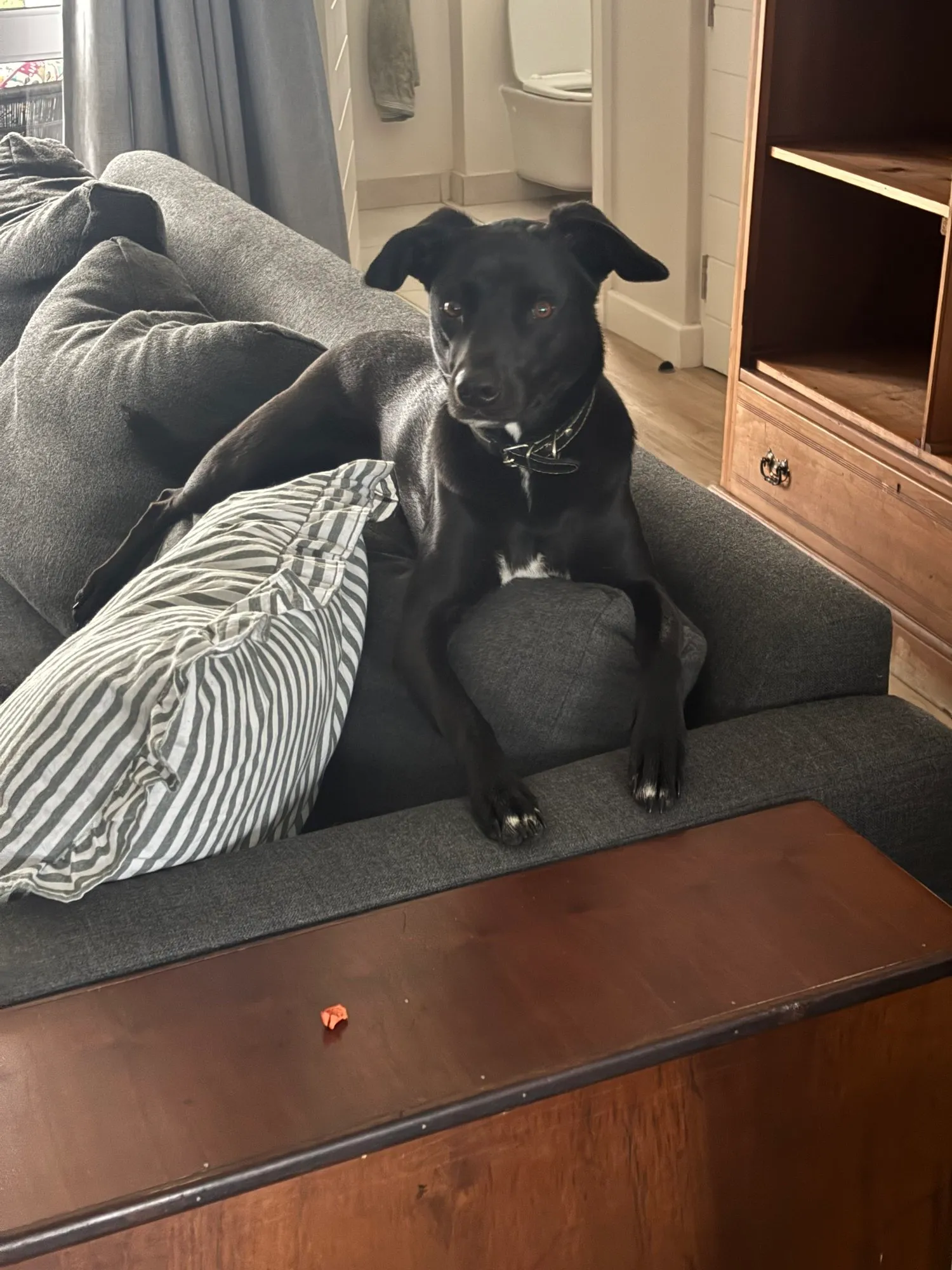 A memorable moment with a pet in our care (168)