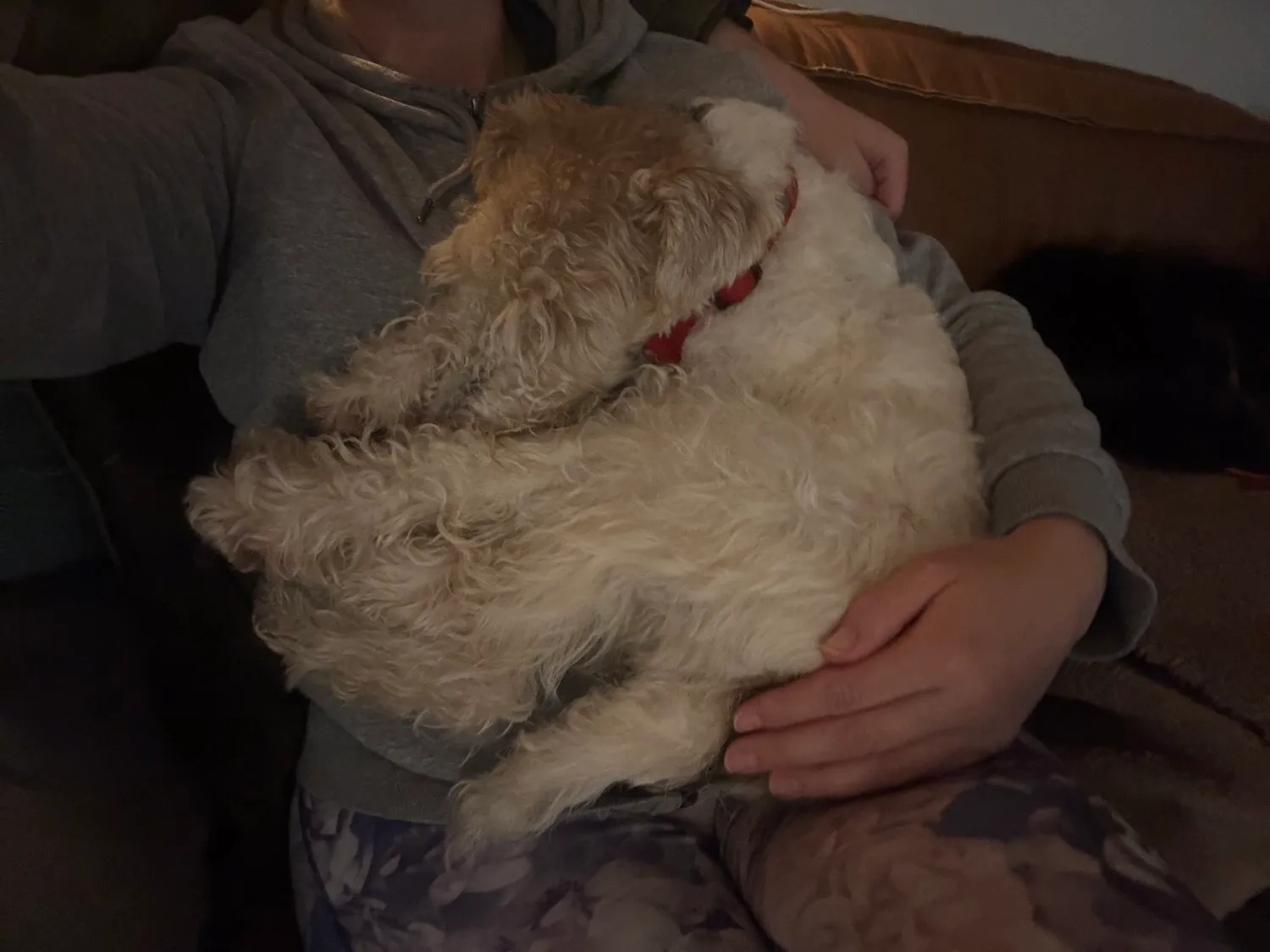 A memorable moment with a pet in our care (169)