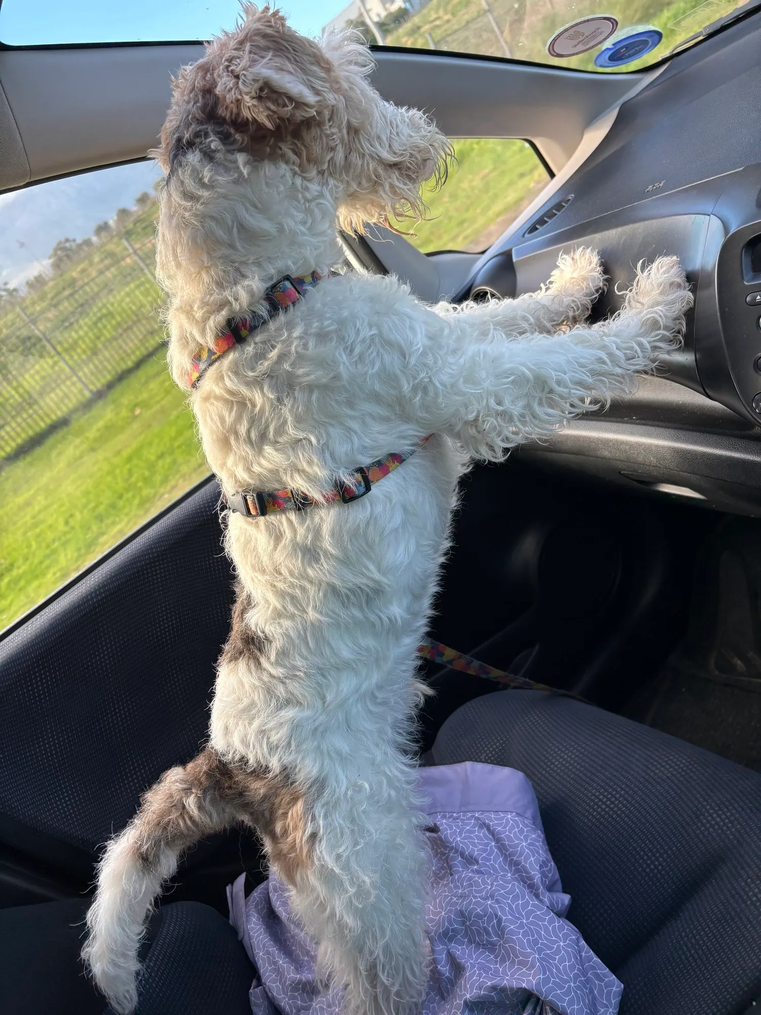 A memorable moment with a pet in our care (171)