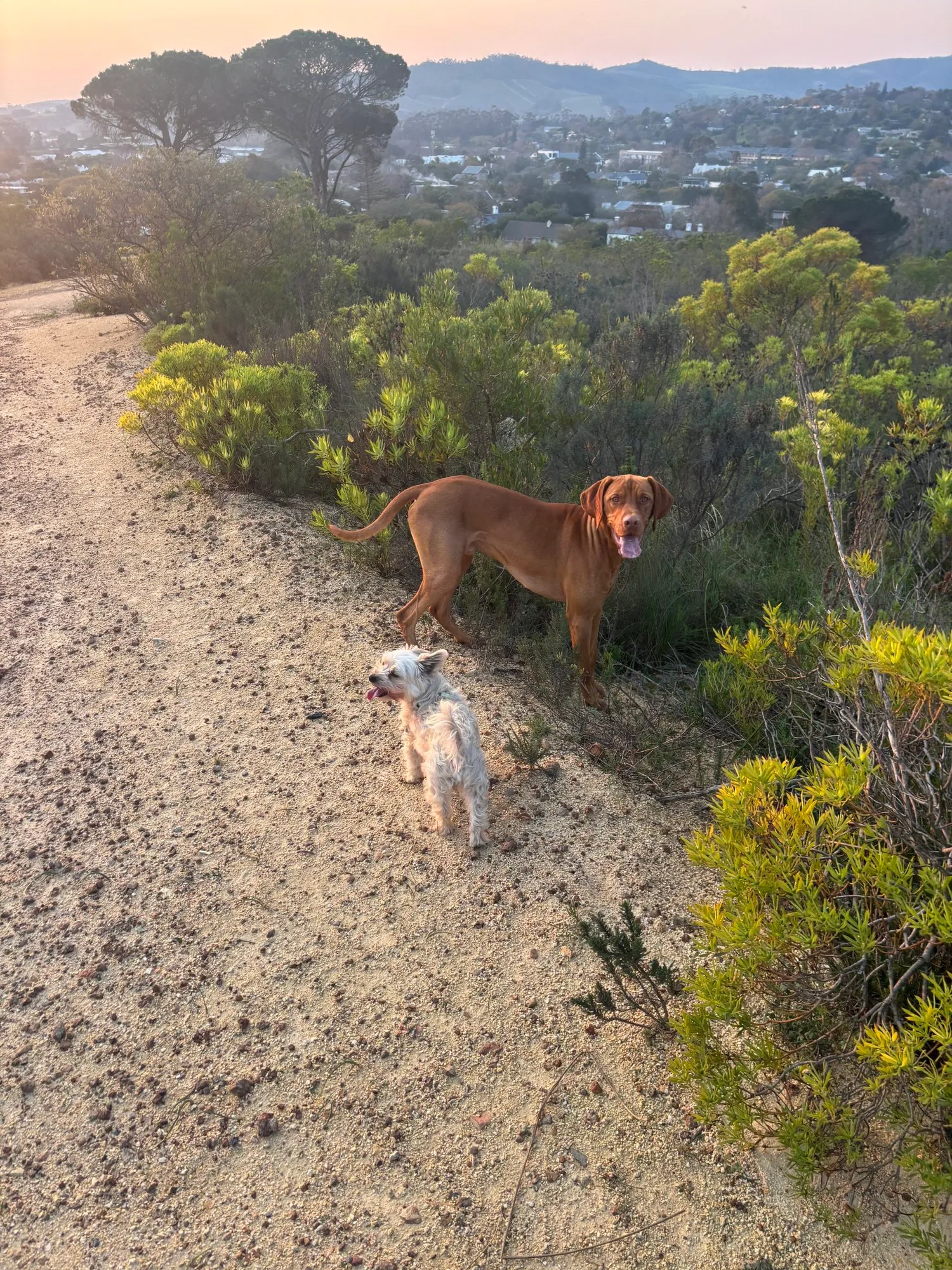 A memorable moment with a pet in our care (174)