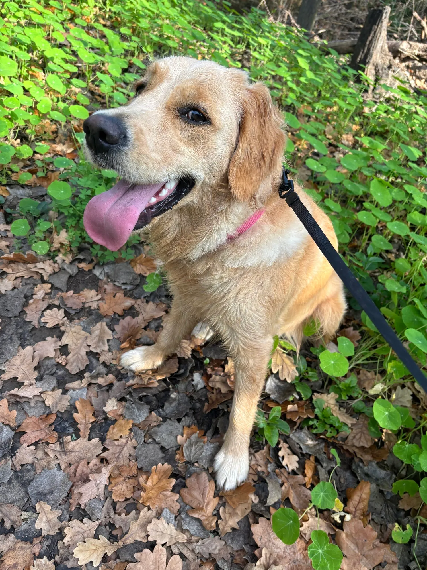 A memorable moment with a pet in our care (175)