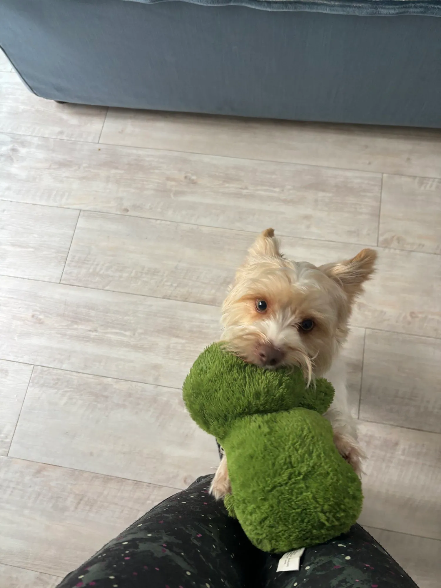 A memorable moment with a pet in our care (177)