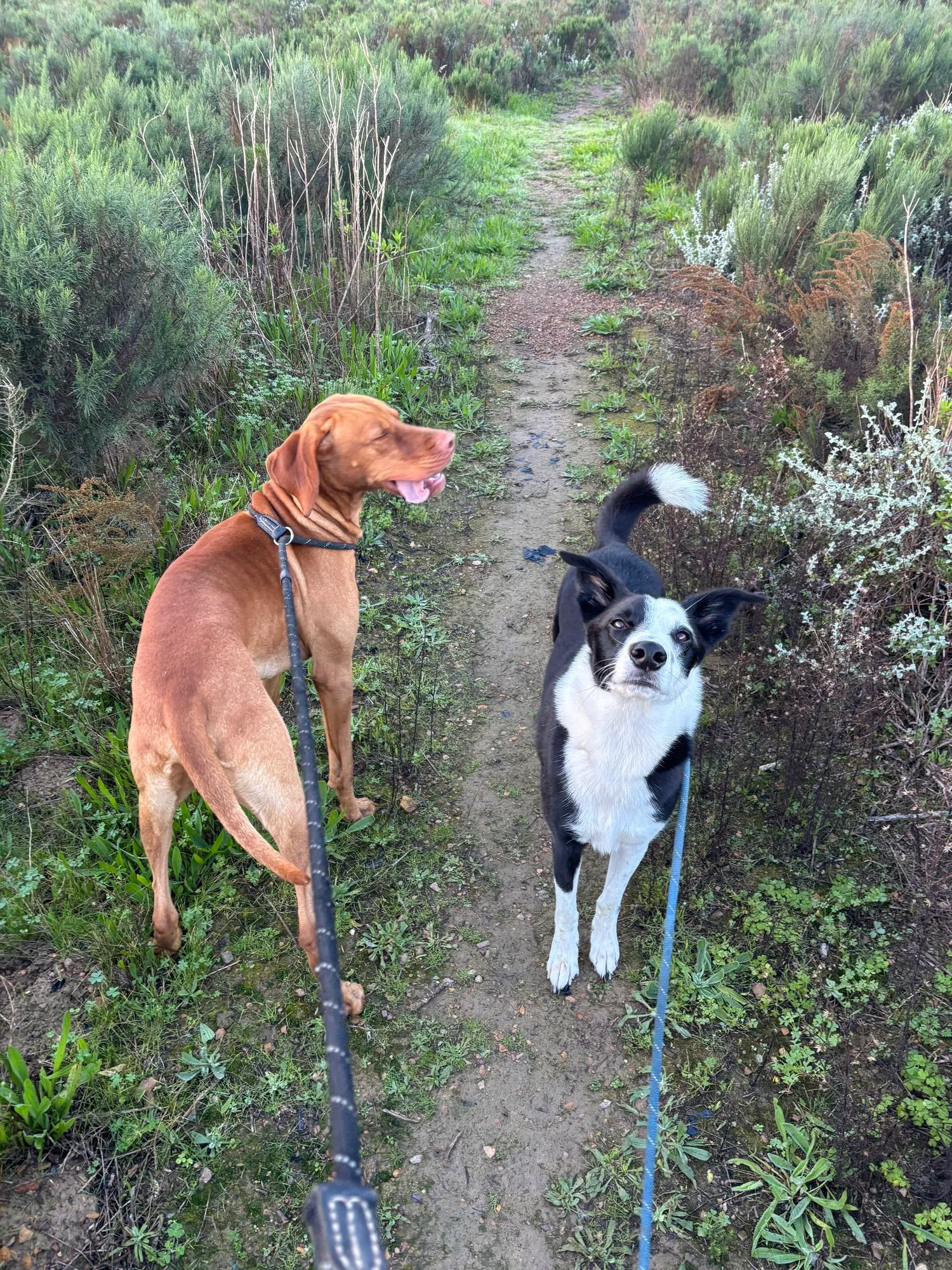 A memorable moment with a pet in our care (178)