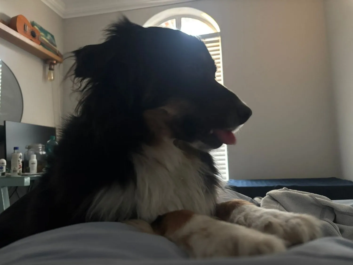 A memorable moment with a pet in our care (179)