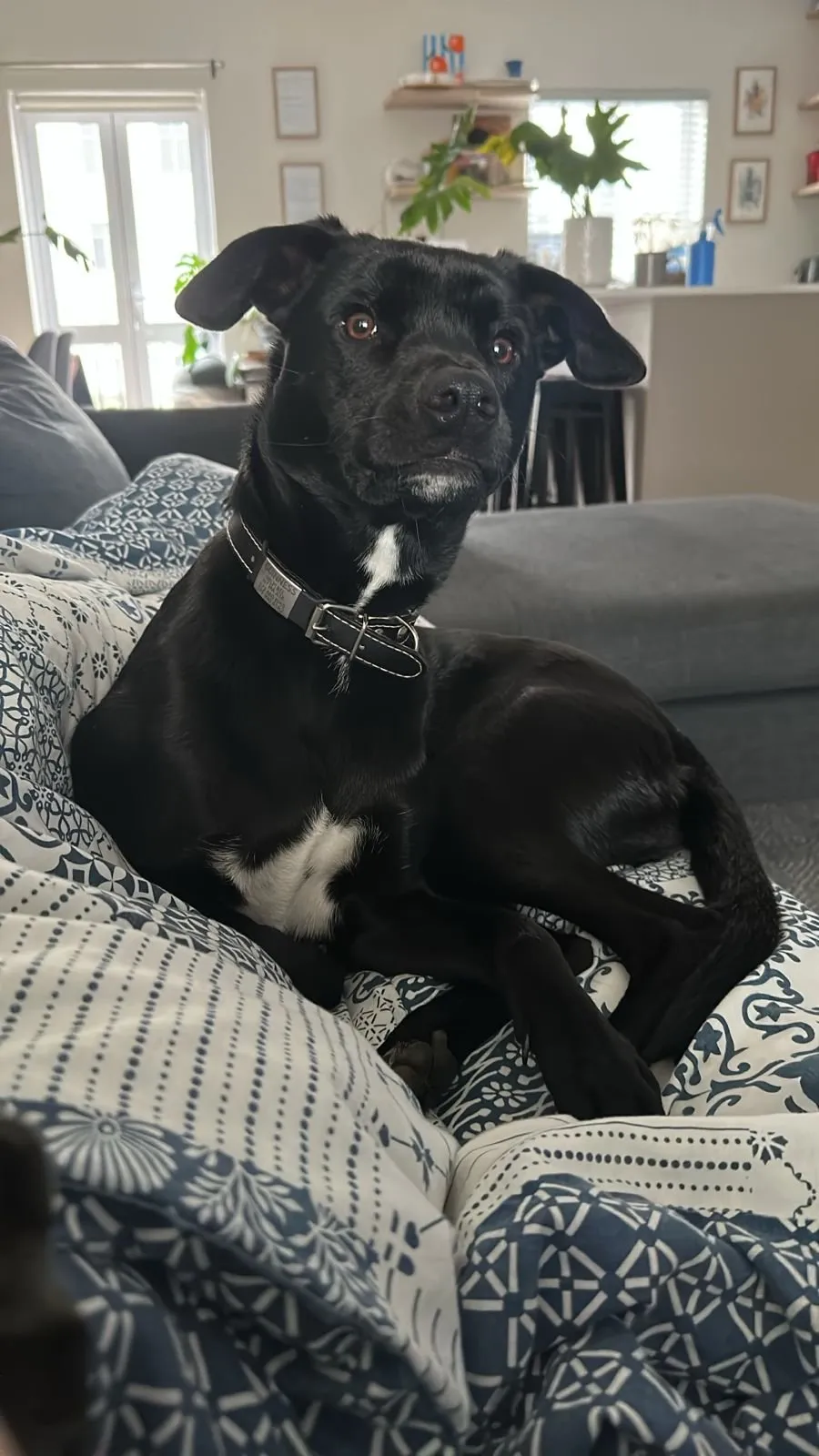 A black and white dog sitting on a sofa