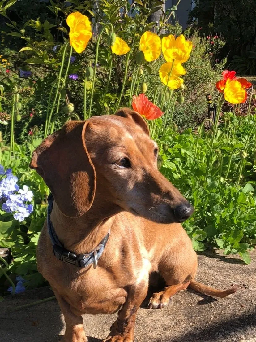 A brown dog in a sunlit garden among wildflowers